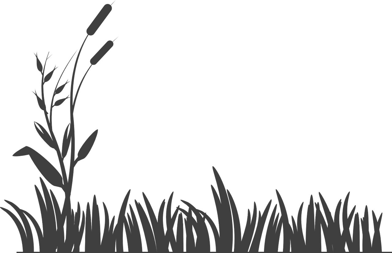 Jetaaseeds