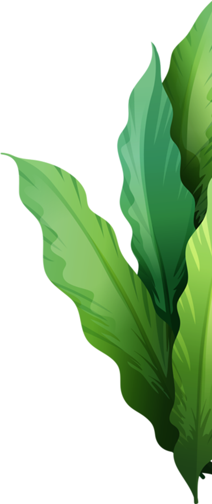 Jetaaseeds