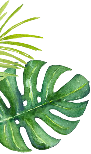 Jetaaseeds