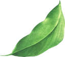 Jetaaseeds