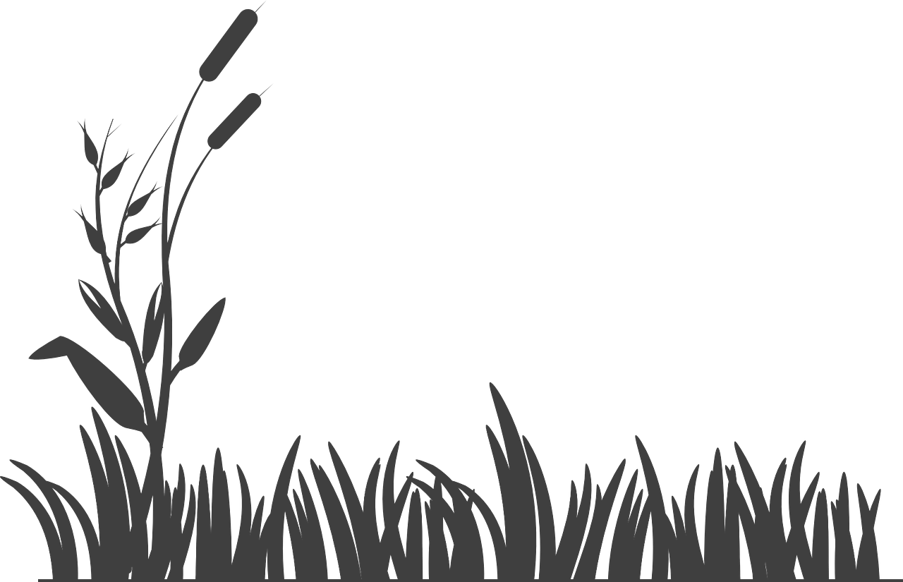Jetaaseeds