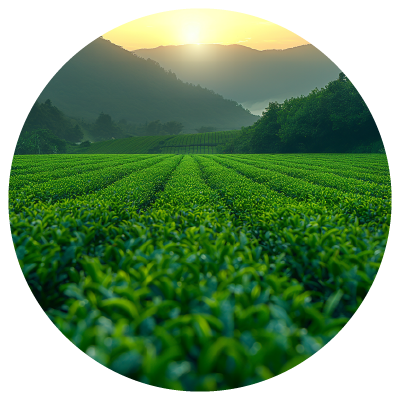 Jetaaseeds