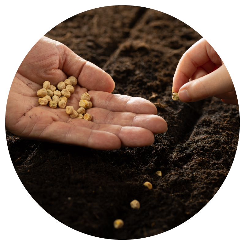Jetaaseeds
